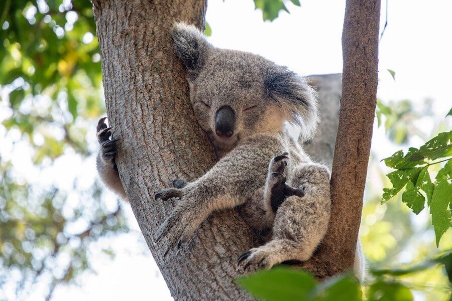 木の上で寝ているコアラ